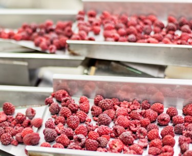 lomax iqf freezing tunnel for fruit and vegetables